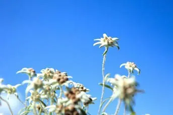 Sommer Bild 25